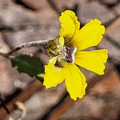 Goodenia hederacea subsp. hederacea (Ivy Goodenia, Forest Goodenia) at Bango Nature Reserve - 11 Mar 2023 by trevorpreston