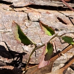 Goodenia hederacea subsp. hederacea at Bango, NSW - 11 Mar 2023