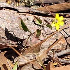 Goodenia hederacea subsp. hederacea at Bango, NSW - 11 Mar 2023