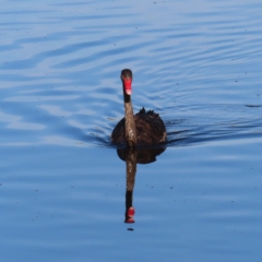 Cygnus atratus (Black Swan) at Monash, ACT - 10 Mar 2023 by MatthewFrawley