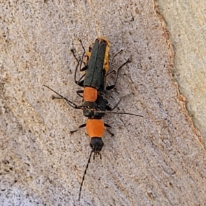 Chauliognathus tricolor at Bango, NSW - 11 Mar 2023 01:21 PM