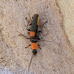 Chauliognathus tricolor (Tricolor soldier beetle) at Bango, NSW - 11 Mar 2023 by trevorpreston