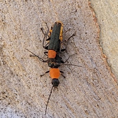 Chauliognathus tricolor (Tricolor soldier beetle) at Bango Nature Reserve - 11 Mar 2023 by trevorpreston