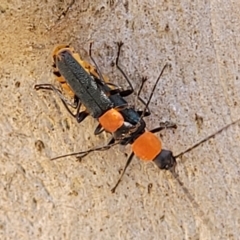 Chauliognathus tricolor at Bango, NSW - 11 Mar 2023