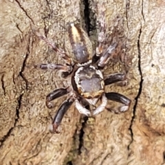 Hypoblemum scutulatum (A jumping spider) at Bango, NSW - 11 Mar 2023 by trevorpreston
