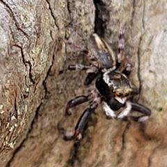 Maratus scutulatus at Bango, NSW - 11 Mar 2023