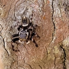 Maratus scutulatus at Bango, NSW - 11 Mar 2023