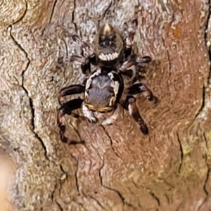 Maratus scutulatus at Bango, NSW - 11 Mar 2023