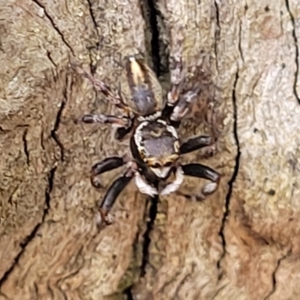 Maratus scutulatus at Bango, NSW - 11 Mar 2023