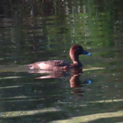 Aythya australis (Hardhead) at Tuggeranong Creek to Monash Grassland - 10 Mar 2023 by MatthewFrawley