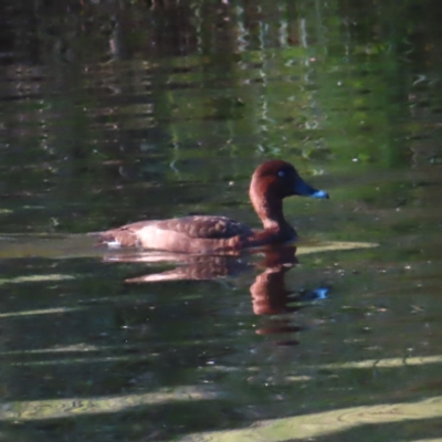 Aythya australis (Hardhead) at Tuggeranong Creek to Monash Grassland - 10 Mar 2023 by MatthewFrawley