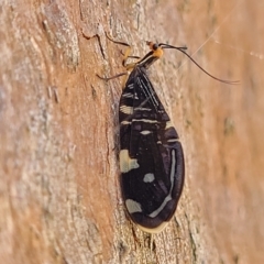 Porismus strigatus (Pied Lacewing) at Bango Nature Reserve - 11 Mar 2023 by trevorpreston