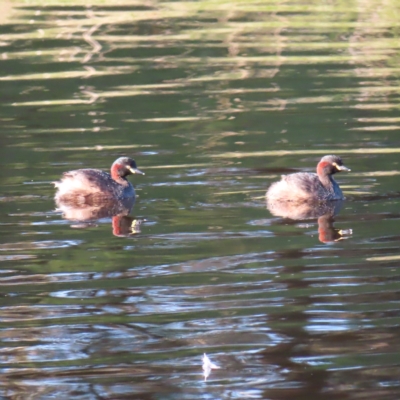 Tachybaptus novaehollandiae (Australasian Grebe) at Tuggeranong Creek to Monash Grassland - 10 Mar 2023 by MatthewFrawley