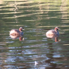 Tachybaptus novaehollandiae (Australasian Grebe) at Monash, ACT - 10 Mar 2023 by MatthewFrawley