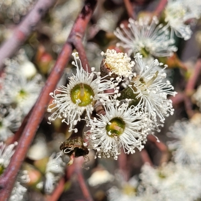 Eucalyptus dives (Broad-leaved Peppermint) at Bango Nature Reserve - 11 Mar 2023 by trevorpreston