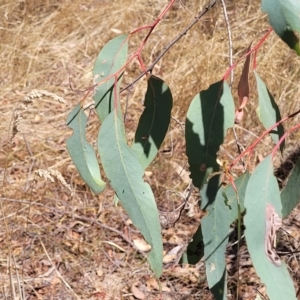 Eucalyptus dives at Bango, NSW - 11 Mar 2023