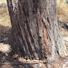 Eucalyptus dives at Bango Nature Reserve - 11 Mar 2023