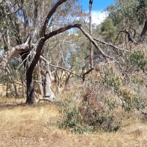 Eucalyptus dives at Bango Nature Reserve - 11 Mar 2023