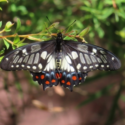 Papilio anactus (Dainty Swallowtail) at Kambah, ACT - 11 Mar 2023 by MatthewFrawley