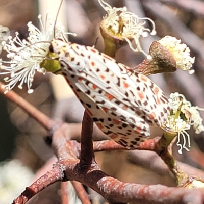 Utetheisa pulchelloides (Heliotrope Moth) at Bango, NSW - 11 Mar 2023 by trevorpreston