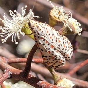 Utetheisa pulchelloides at Bango, NSW - 11 Mar 2023