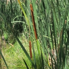 Typha orientalis (Broad-leaved Cumbumgi) at Bango Nature Reserve - 11 Mar 2023 by trevorpreston