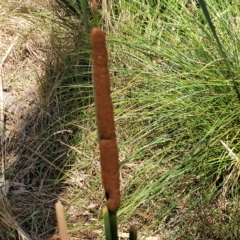 Typha orientalis at Bango, NSW - 11 Mar 2023