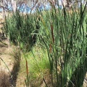 Typha orientalis at Bango, NSW - 11 Mar 2023