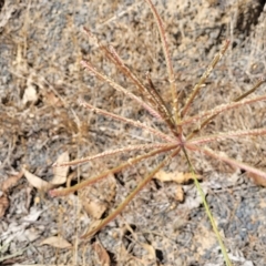 Chloris gayana (Rhodes Grass) at Bango Nature Reserve - 11 Mar 2023 by trevorpreston