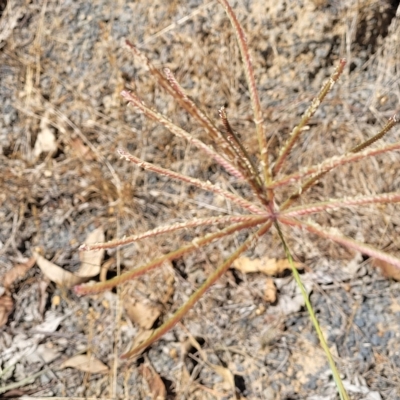 Chloris gayana (Rhodes Grass) at Bango, NSW - 11 Mar 2023 by trevorpreston
