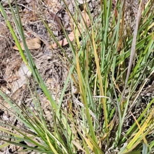 Chloris gayana at Bango, NSW - 11 Mar 2023 12:55 PM