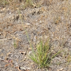 Chloris gayana at Bango, NSW - 11 Mar 2023 12:55 PM