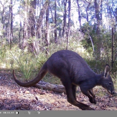 Wallabia bicolor (Swamp Wallaby) at Oakdale, NSW - 11 Mar 2023 by bufferzone