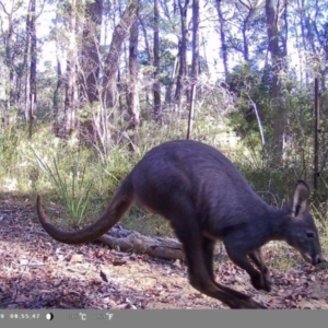 Wallabia bicolor (Swamp Wallaby) at suppressed by bufferzone