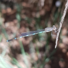 Austrolestes leda (Wandering Ringtail) at Kambah, ACT - 11 Mar 2023 by MatthewFrawley