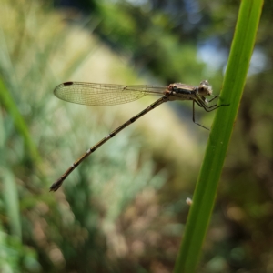 Austrolestes leda at Kambah, ACT - 11 Mar 2023