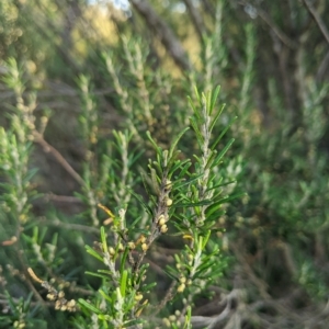 Bertya rosmarinifolia at Strathnairn, ACT - 11 Mar 2023 08:25 AM