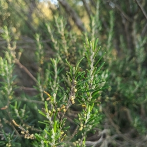 Bertya rosmarinifolia at Strathnairn, ACT - 11 Mar 2023