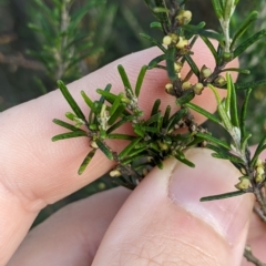 Bertya rosmarinifolia at Strathnairn, ACT - 11 Mar 2023 08:25 AM