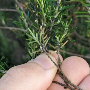 Bertya rosmarinifolia at Strathnairn, ACT - 11 Mar 2023