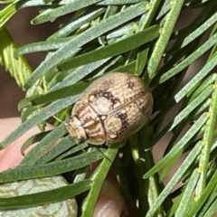 Paropsis charybdis (Eucalyptus leaf beetle) at Mount Pleasant - 11 Mar 2023 by Hejor1