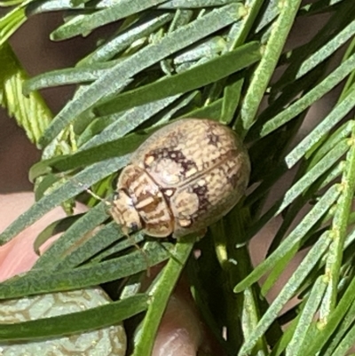 Paropsis charybdis (Eucalyptus leaf beetle) at Mount Ainslie to Black Mountain - 11 Mar 2023 by Hejor1