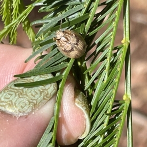 Paropsis charybdis at Campbell, ACT - 11 Mar 2023 02:57 PM