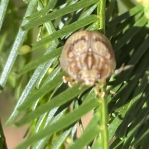 Paropsis charybdis at Campbell, ACT - 11 Mar 2023 02:57 PM