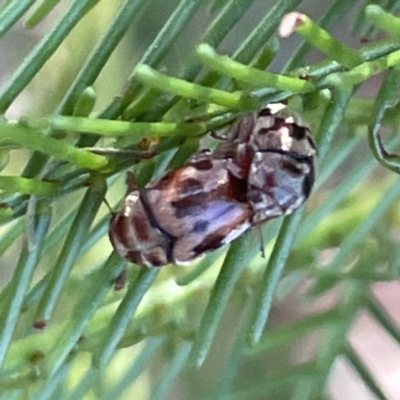 Elaphodes cervinus (Leaf beetle) at Mount Ainslie to Black Mountain - 11 Mar 2023 by Hejor1