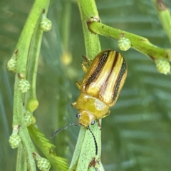 Calomela juncta (Leaf beetle) at Campbell, ACT - 11 Mar 2023 by Hejor1