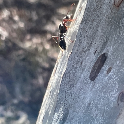 Myrmecia sp. (genus) (Bull ant or Jack Jumper) at Mount Ainslie to Black Mountain - 11 Mar 2023 by Hejor1