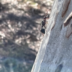 Myrmecia sp. (genus) at Campbell, ACT - 11 Mar 2023 03:27 PM