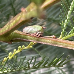 Sextius virescens (Acacia horned treehopper) at Campbell, ACT - 11 Mar 2023 by Hejor1