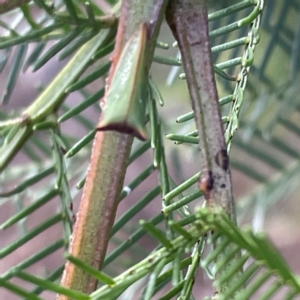 Sextius virescens at Campbell, ACT - 11 Mar 2023 04:06 PM